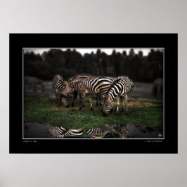 Um Zeal da Poster Zebras