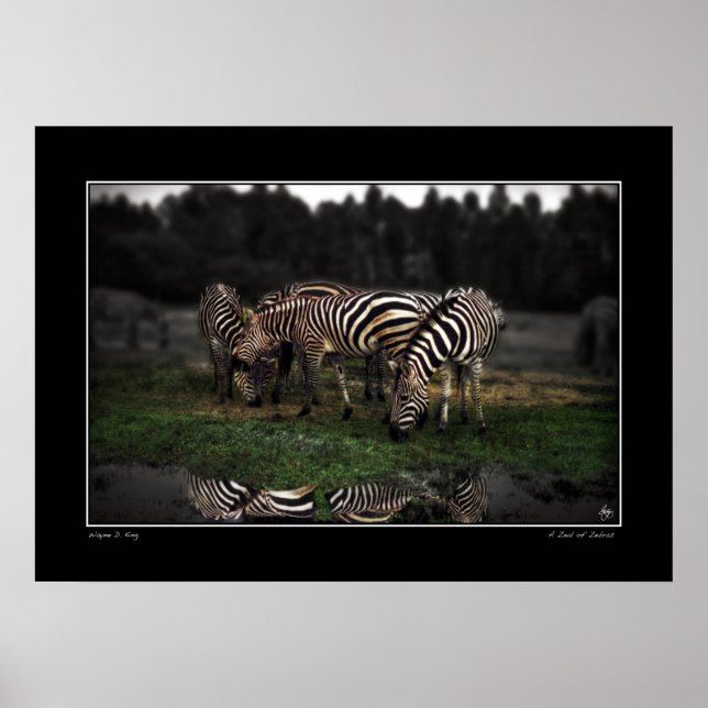Um Zeal da Poster Zebras (Frente)