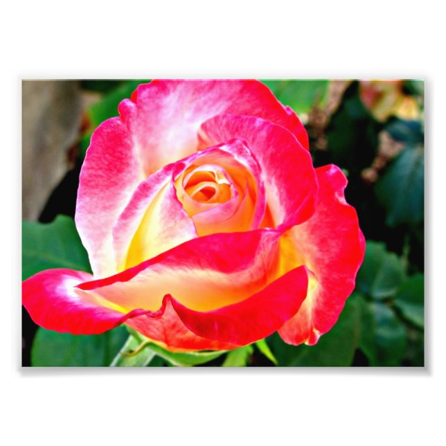 Uma bela foto de Rosa (Frente)