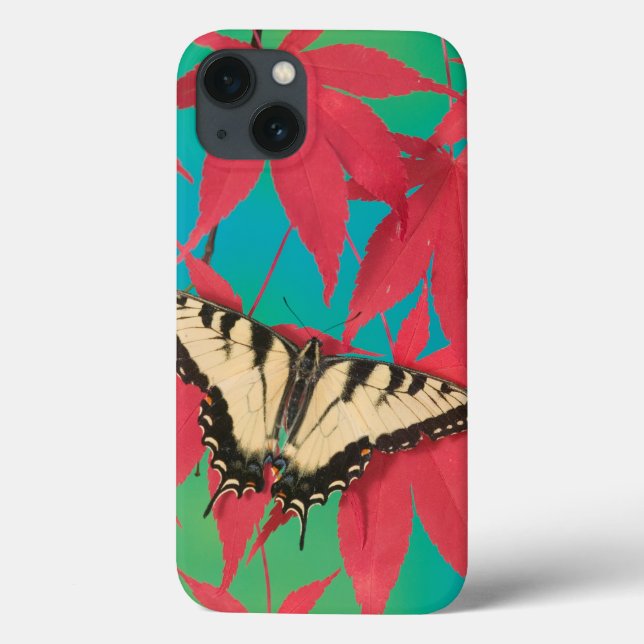 Uma borboleta canadense de Swallowtail do tigre (Verso)