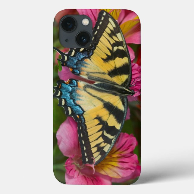 Uma borboleta de Swallowtail do tigre (Verso)