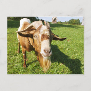 Uma cabra - cartão postal