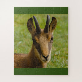 uma camurça alpina na quebra-cabeça