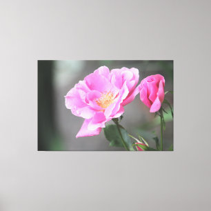 Uma Canvas Rosa Rosa Gorda