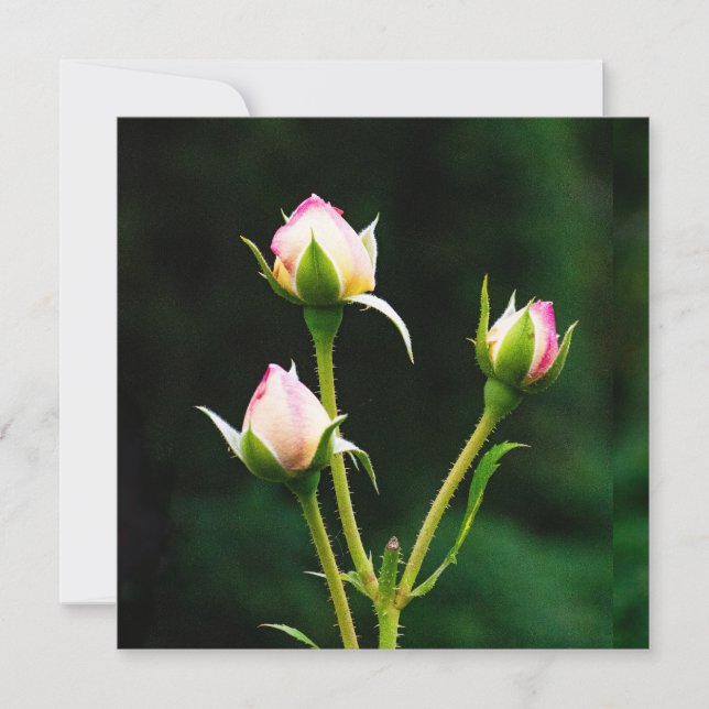 Uma flor de rosebusto (Frente)