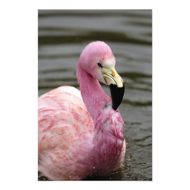 Uma foto cativa de um Flamingo Andino (Frente)