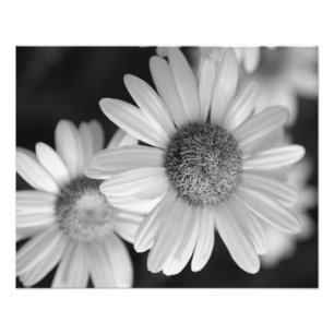 Uma foto preto e branco de uma flor