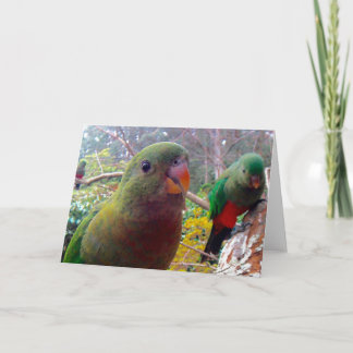 Uma fotografia de um cartão fêmea do rei
