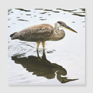 Uma Garça Azul Grande imatura (Ardea herodias)