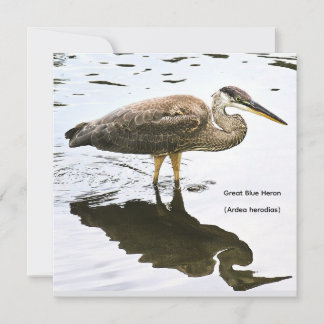 Uma Garça Azul Grande imatura (Ardea herodias)