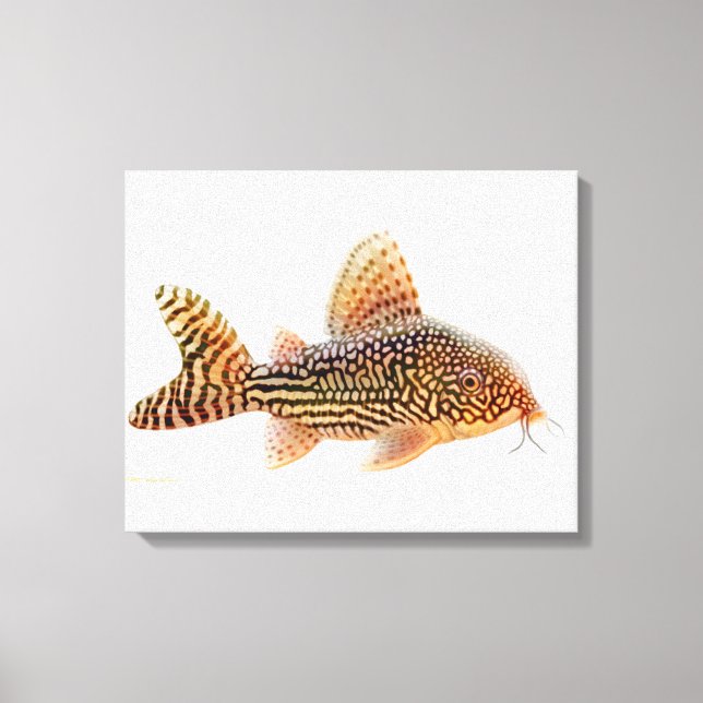 Uma grande Canvas de peixes-catadores de Corydoras (Frente)