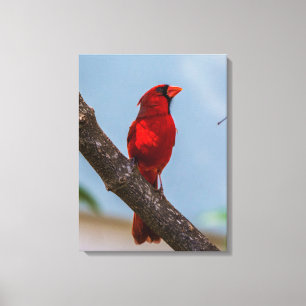 Uma impressão em tela esticada de 18 x 24 do Cardi