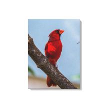 Uma impressão em tela esticada de 18 x 24 do Cardi