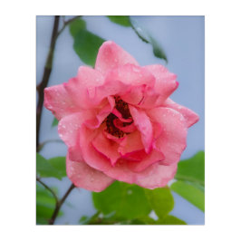 Uma rosa após a chuva Arte em Acrílico para Parede
