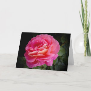 Uma Rosa Rosa Rosa Perfeita, Um Cartão De Saudação