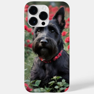 "Uma Rosa vermelha para o Black Scottish Terrier"