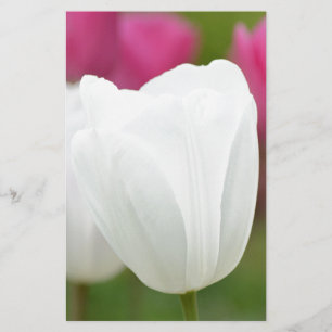 Uma Tulipa Branca