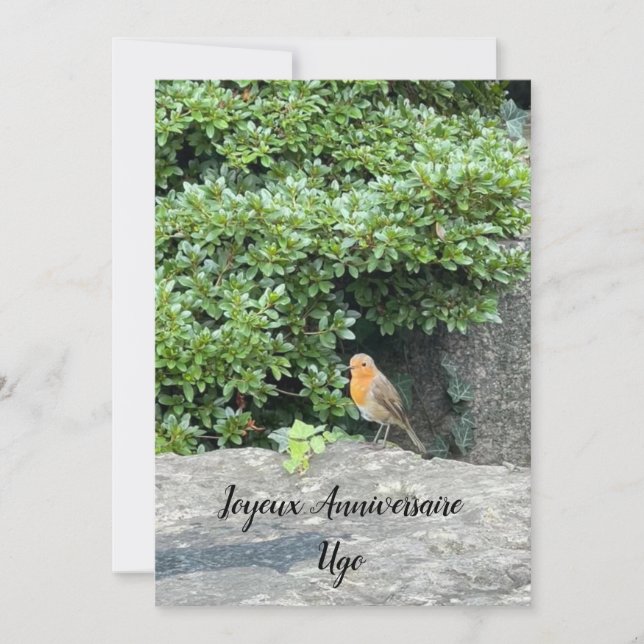 Un petit rouge-gorge (Frente)