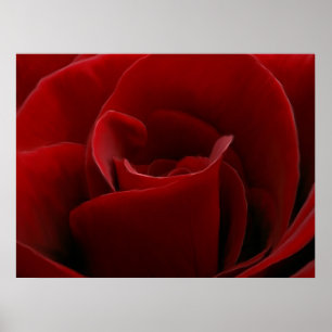 Único impressão da rosa vermelha
