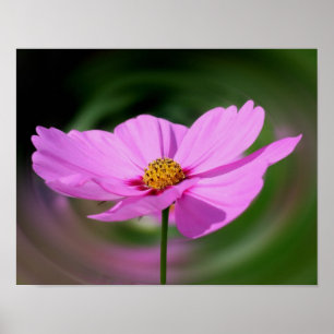 Único poster cor-de-rosa do Wildflower do cosmos