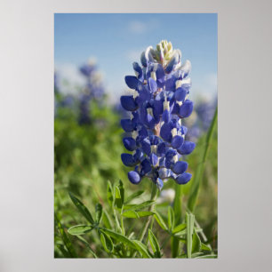 Único poster de Texas do Bluebonnet
