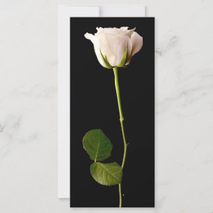 Único rosa branco em um fundo preto