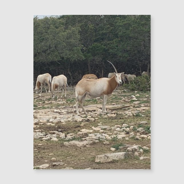 Unicorn Oryx Magnet (Frente)
