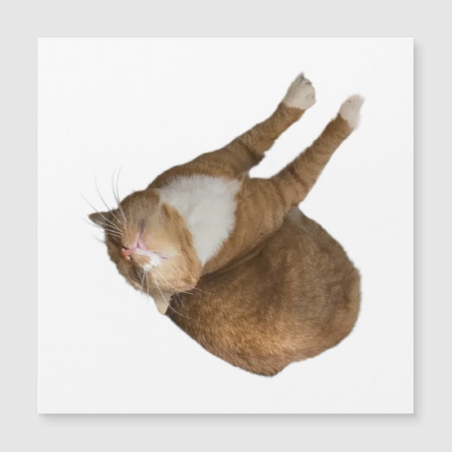 Upside-Down Sunshine Cat (Frente)