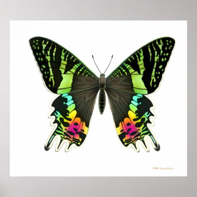 Urania Sunset Moth Poster (Frente)