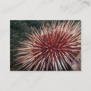 Urchin gigante do mar Vermelho - Cartão de visita