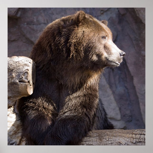 Urso Castanho Grizzly, Poster de Muro da Natureza (Frente)