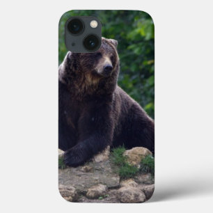 Urso de Brown