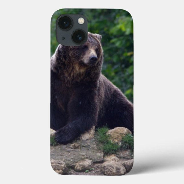 Urso de Brown (Verso)