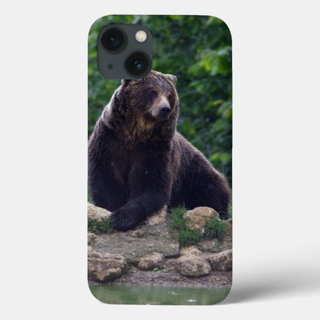 Urso de Brown (Verso)