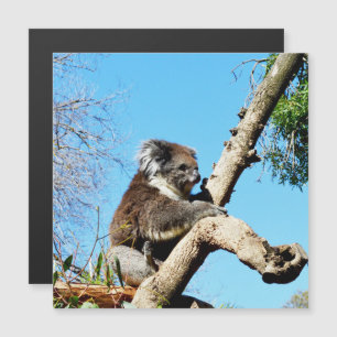 Urso De Koala Na Árvore Do Pinheiro Antigo,