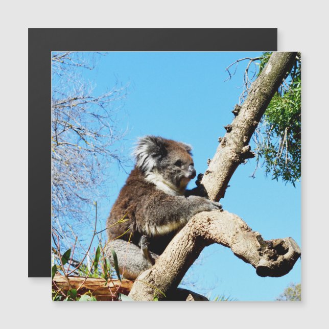 Urso De Koala Na Árvore Do Pinheiro Antigo, (Frente/Verso)