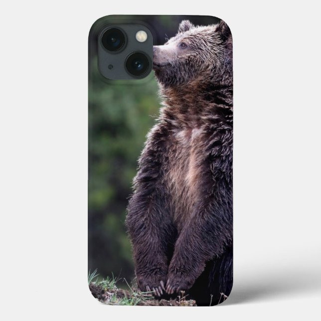 Urso de urso ereto (Verso)