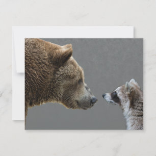 Urso Grizzle Encontra-se com guaxinim