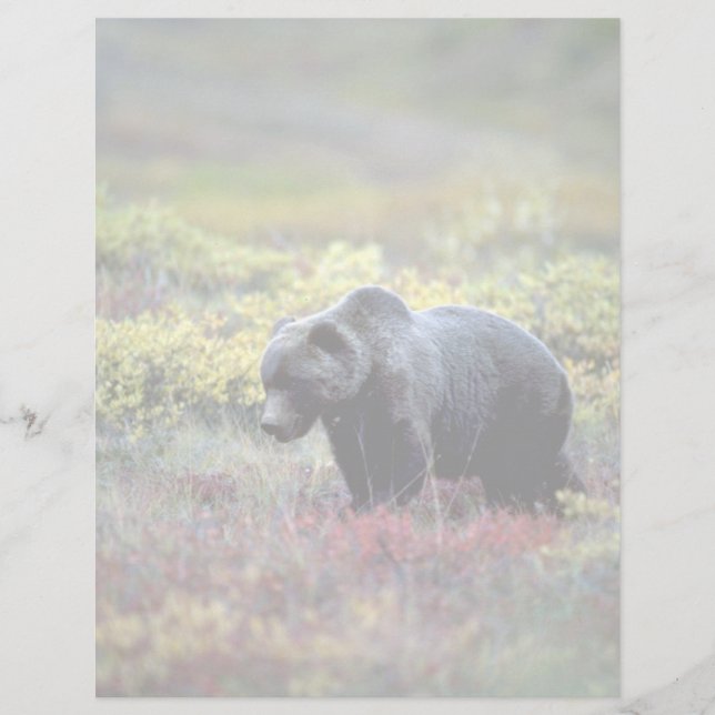Urso Grizzly (Frente)