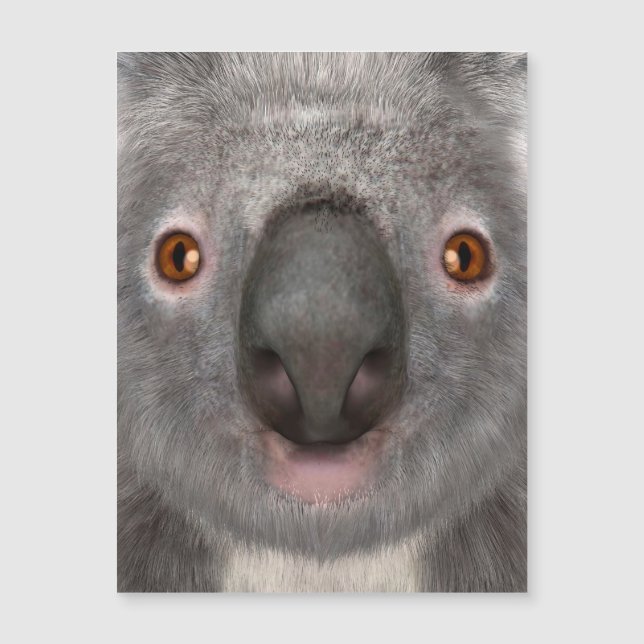 Urso Koalá (Frente)