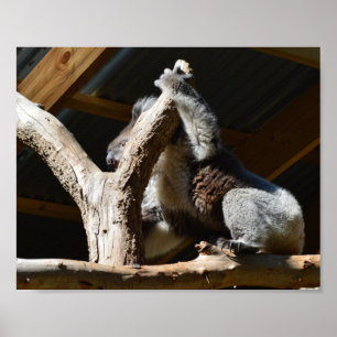Urso Koala Na Casa Cubby, Poster