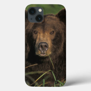 urso marrom, arctos do Ursus, urso de urso, Ursus