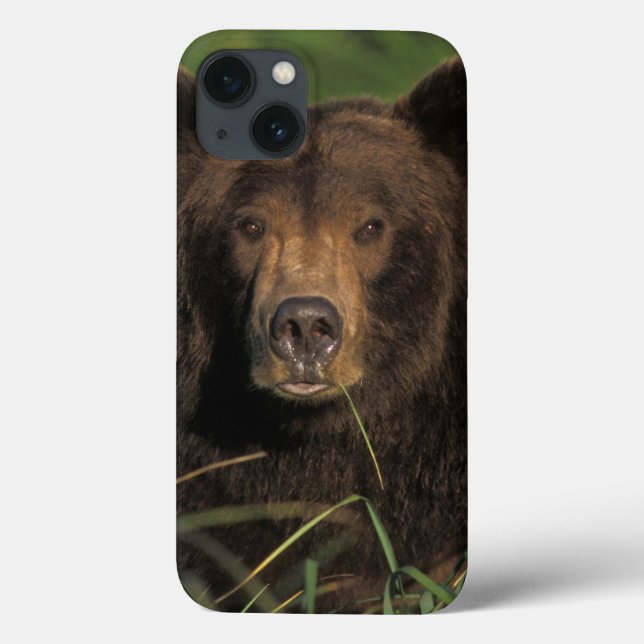 urso marrom, arctos do Ursus, urso de urso, Ursus (Verso)