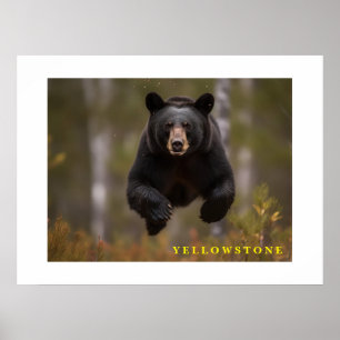 Urso Negro poster Yellowstone