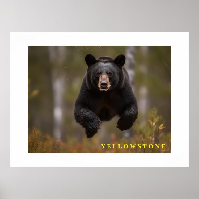 Urso Negro poster Yellowstone (Frente)