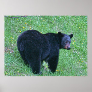 Urso Negro varrendo Poster