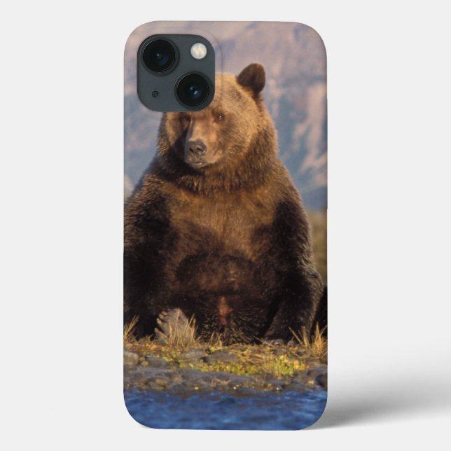 urso pardo, Ursus arctos, urso cinzento, Ursus (Verso)