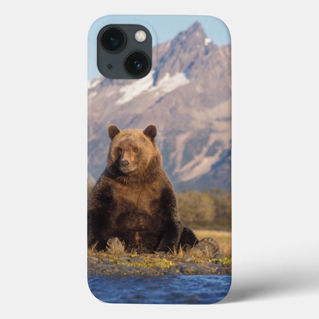 urso pardo, Ursus arctos, urso cinzento, Ursus (Verso)