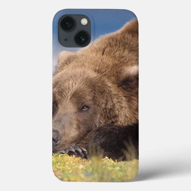 urso pardo, Ursus arctos, urso cinzento, Ursus 8 (Verso)