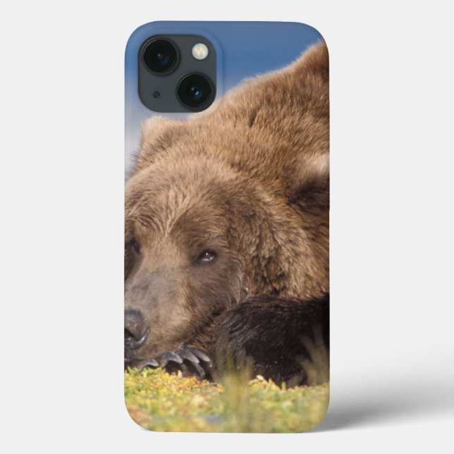 urso pardo, Ursus arctos, urso cinzento, Ursus 8 (Verso)